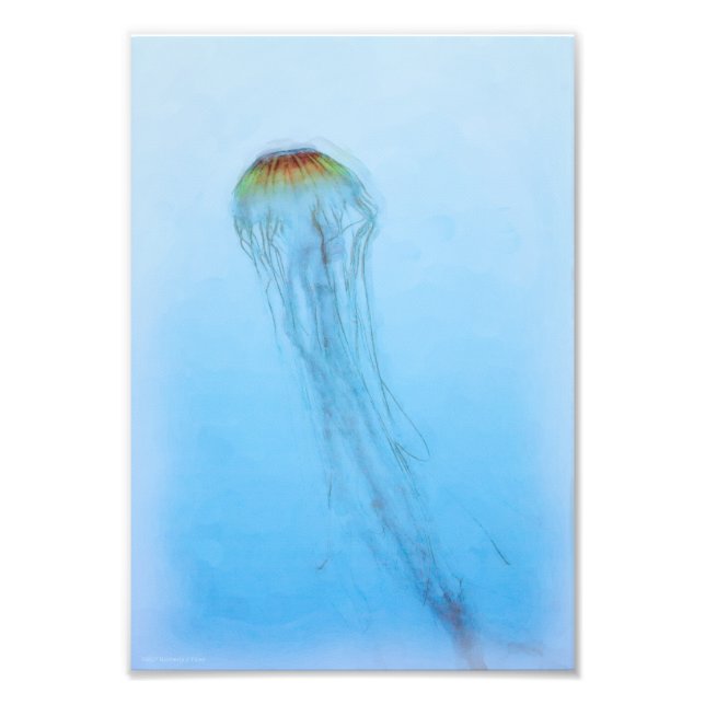 Foto Sea Nettle (Frente)