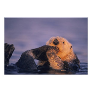 Foto Sea Otter, Enhydra lutris