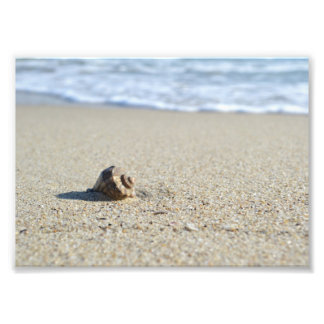Foto Seashell