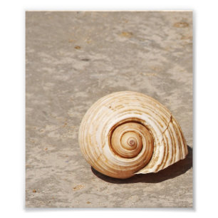 Foto SeaShell