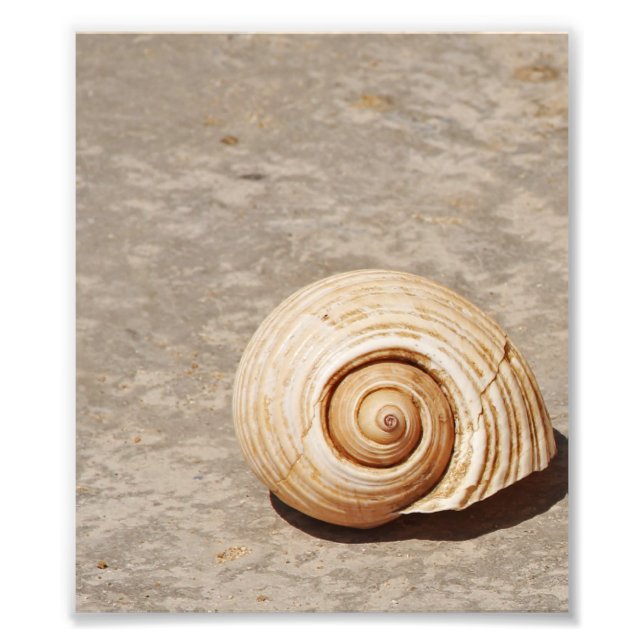 Foto SeaShell (Frente)