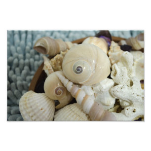 Foto Seashells!