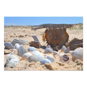 Foto Seashells on the Beach por Shirley Taylor