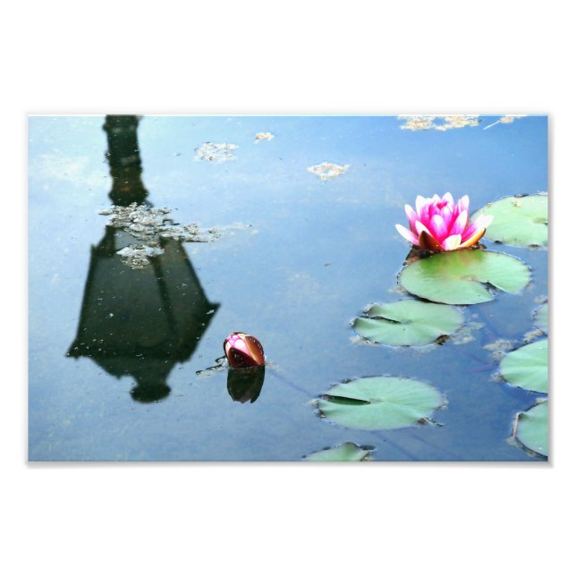 Foto Seerose mit Reflexion der Laterne (Frente)