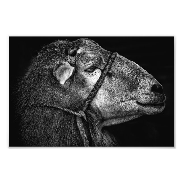 Foto seguindo (Frente)