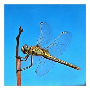 Foto Segure A Dragonfly Artística Contra O Azul Ceruli