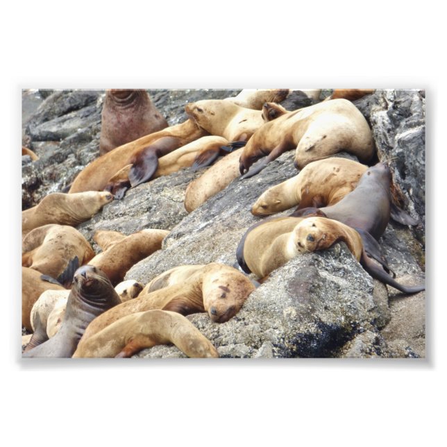 Foto Selos fotográficos 6x4 (Frente)