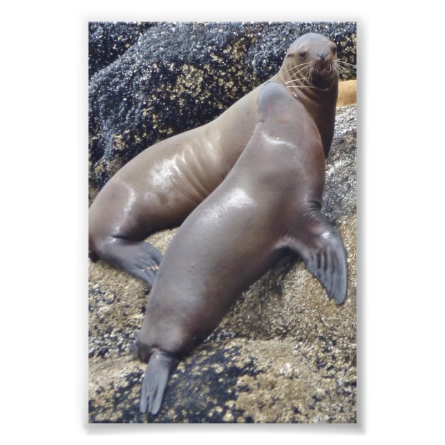 Foto Selos fotográficos 6x4 (Frente)