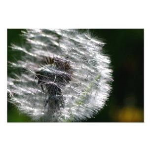 Foto Semente de Dandelion Head - Impressão de fotografi