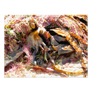 FOTO SEMENTE MARÍTIMA