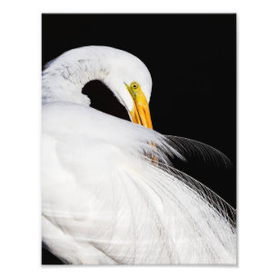 Foto Sempre Egrets