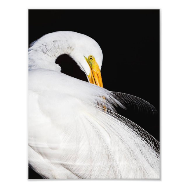 Foto Sempre Egrets (Frente)