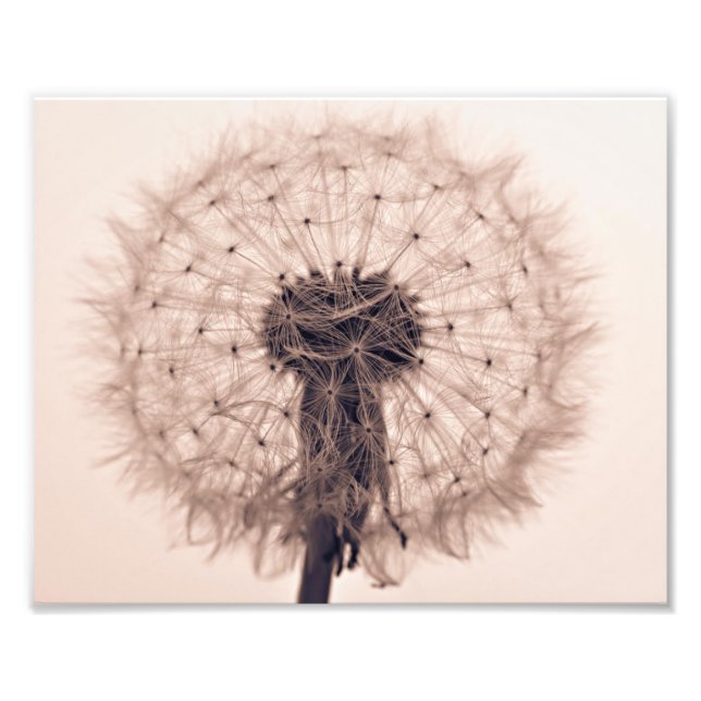 Foto Sepia Dandelion Blow Plant (Frente)