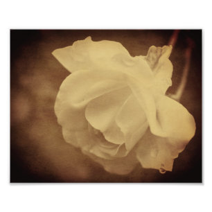 Foto Sepia Rosa com Raindrops Com Idade Da Vintage 8x10