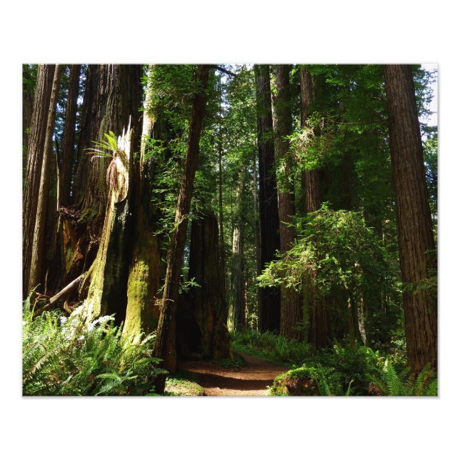 Foto Sequoias e Fernos no Parque Nacional de Redwood (Frente)