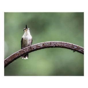 Foto Ser Pequeno Hummingbird
