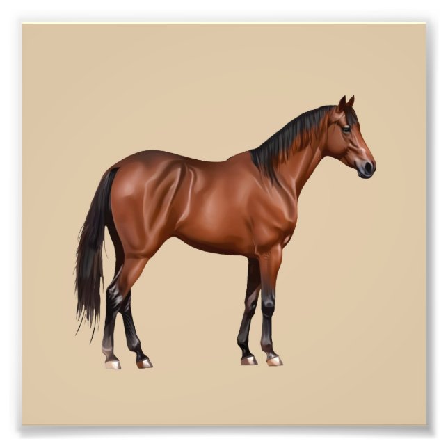 Foto Serafina - braunes Pferd, stehend -  (Frente)