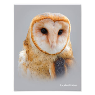 Foto Serene Barn Owl