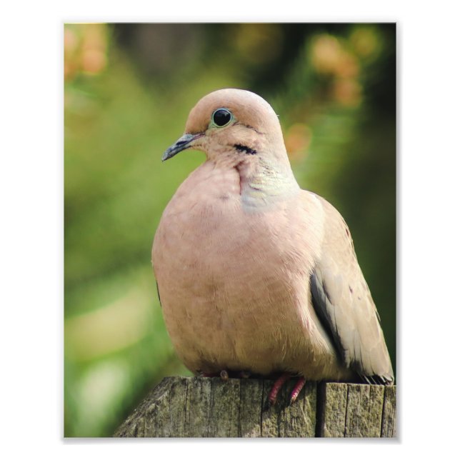 Foto Serene Mourning Dove Senta-se na cerca (Frente)