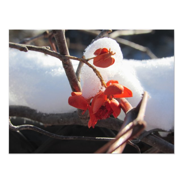 Foto Serenidade da Hibernação (Frente)