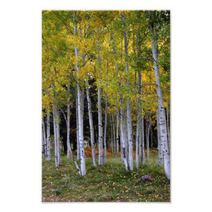 Foto Serenidade no Aspen Dourado e Verde