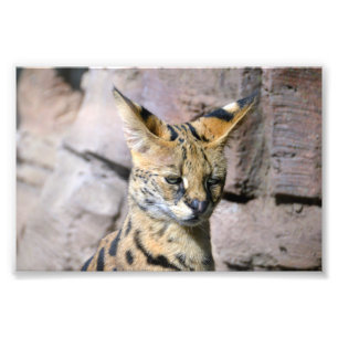 Foto Serval Cat