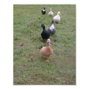 Foto Seus Patos estão em uma Fila?