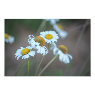Foto Shasta Daisies no Campo