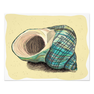 Foto Shell Azul bonito