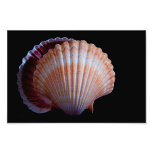 Foto Shell Scallop