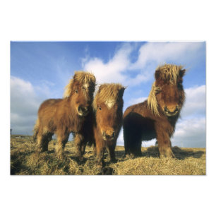 Foto Shetland Pony, ilhas Shetland do continente,
