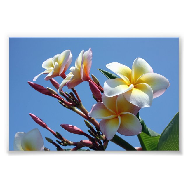 Foto Showy Plumeria Frangipani Blooms (Frente)