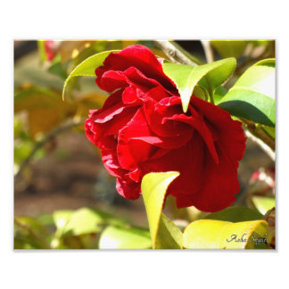 Foto Shy Camelia