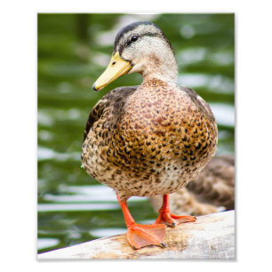 Foto Shy Female Mallard