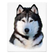 Siberian Husky