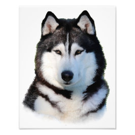 Foto Siberian Husky