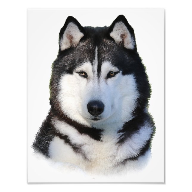 Foto Siberian Husky (Frente)