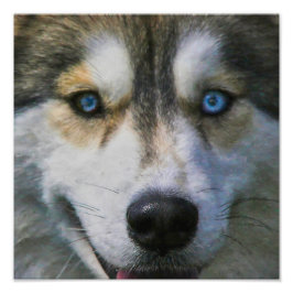 FOTO SIBERIAN HUSKY "FAR EYES"