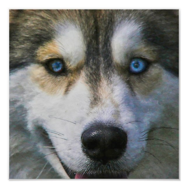 FOTO SIBERIAN HUSKY "FAR EYES" (Frente)