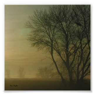 Foto Silhueta de Árvore da Califórnia