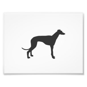 Foto silhueta de galgo italiano em preto