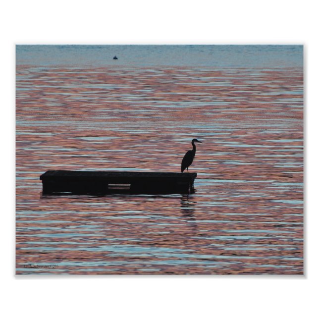 Foto Silouhette Azul Heron Azul do Excelente 8X10 (Frente)