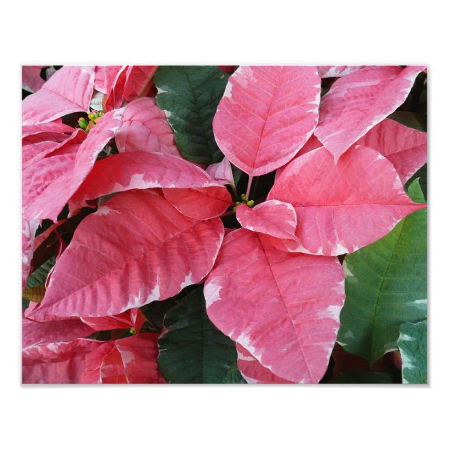 Foto Silver Star Marble Poinsettias Feriado Rosa Floral (Frente)