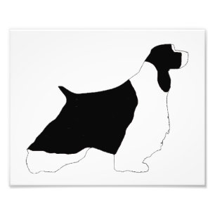 Foto Símbolo branco preto inglês Springer Spaniel