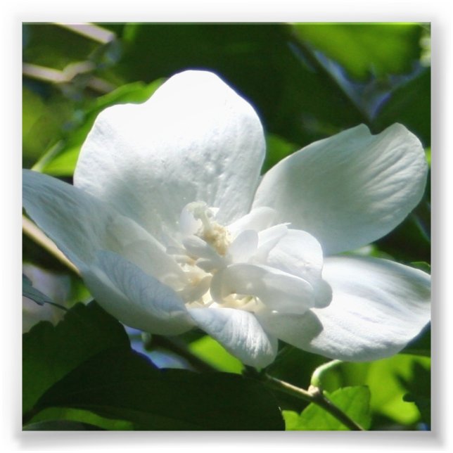 Foto Simplesmente branco (Frente)