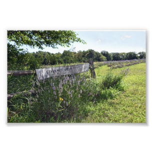 Foto Sinal do campo da lavanda