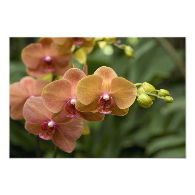 Foto Singapura (Sânscrito para Lion City). Nacional 2 (Frente)