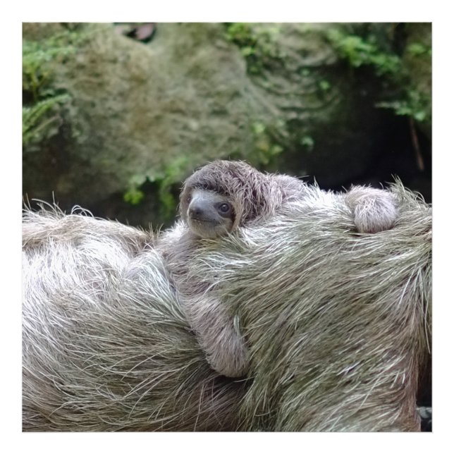 Foto Sloth_20171104_by_JAMFoto (Frente)