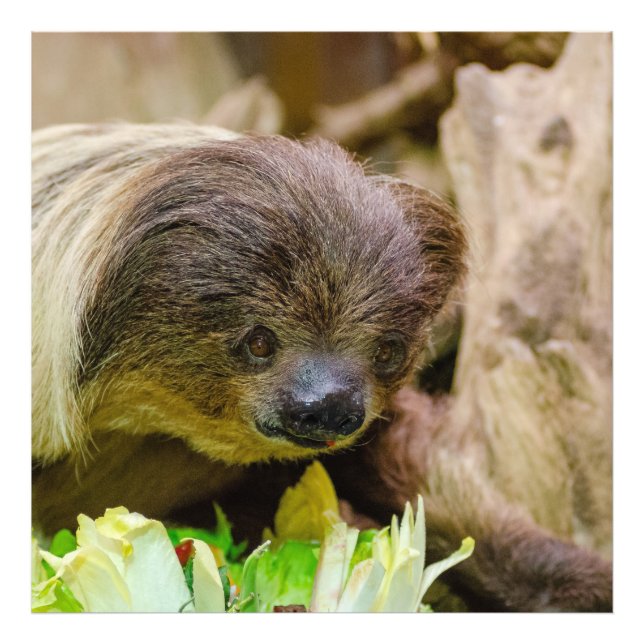 Foto Sloth_20171107_by_JAMFoto (Frente)