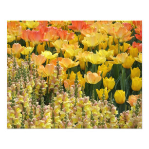 Foto Snapdragons amarelo e tulipas 20" x 16" impressão